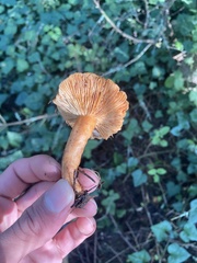Lactarius subflammeus
