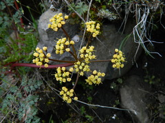 Lomatium salmoniflorum