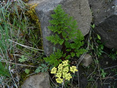 Lomatium salmoniflorum