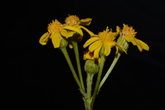 Senecio integerrimus exaltatus