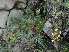 Lomatium salmoniflorum