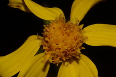 Senecio integerrimus exaltatus