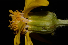Senecio integerrimus exaltatus