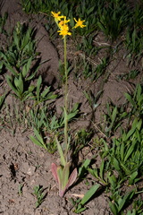 Senecio integerrimus exaltatus