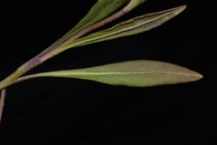 Senecio integerrimus exaltatus