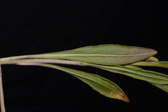 Senecio integerrimus exaltatus