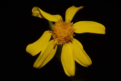 Senecio integerrimus exaltatus