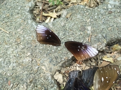 Euploea core godartii