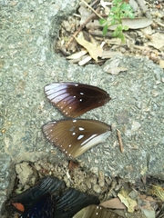 Euploea core godartii
