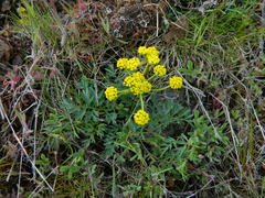 Lomatium cous