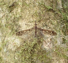 Leptotarsus lunatus