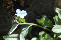 Omphalodes rupestris lojkae