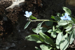 Omphalodes rupestris lojkae