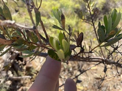 Hakea ruscifolia