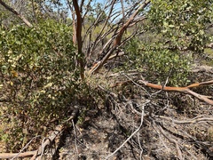 Eucalyptus argutifolia
