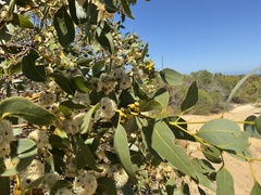Eucalyptus argutifolia