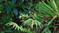 Maxillaria inaudita image