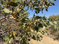 Eucalyptus argutifolia