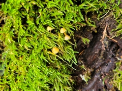 Galerina fallax