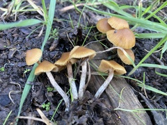 Galerina badipes