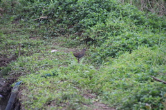 Rallus indicus