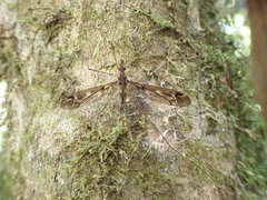 Leptotarsus lunatus