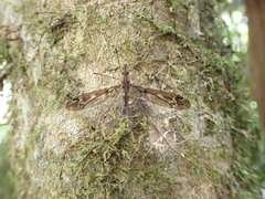 Leptotarsus lunatus