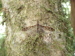 Leptotarsus lunatus