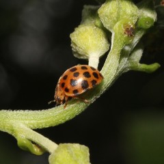 Henosepilachna sumbana