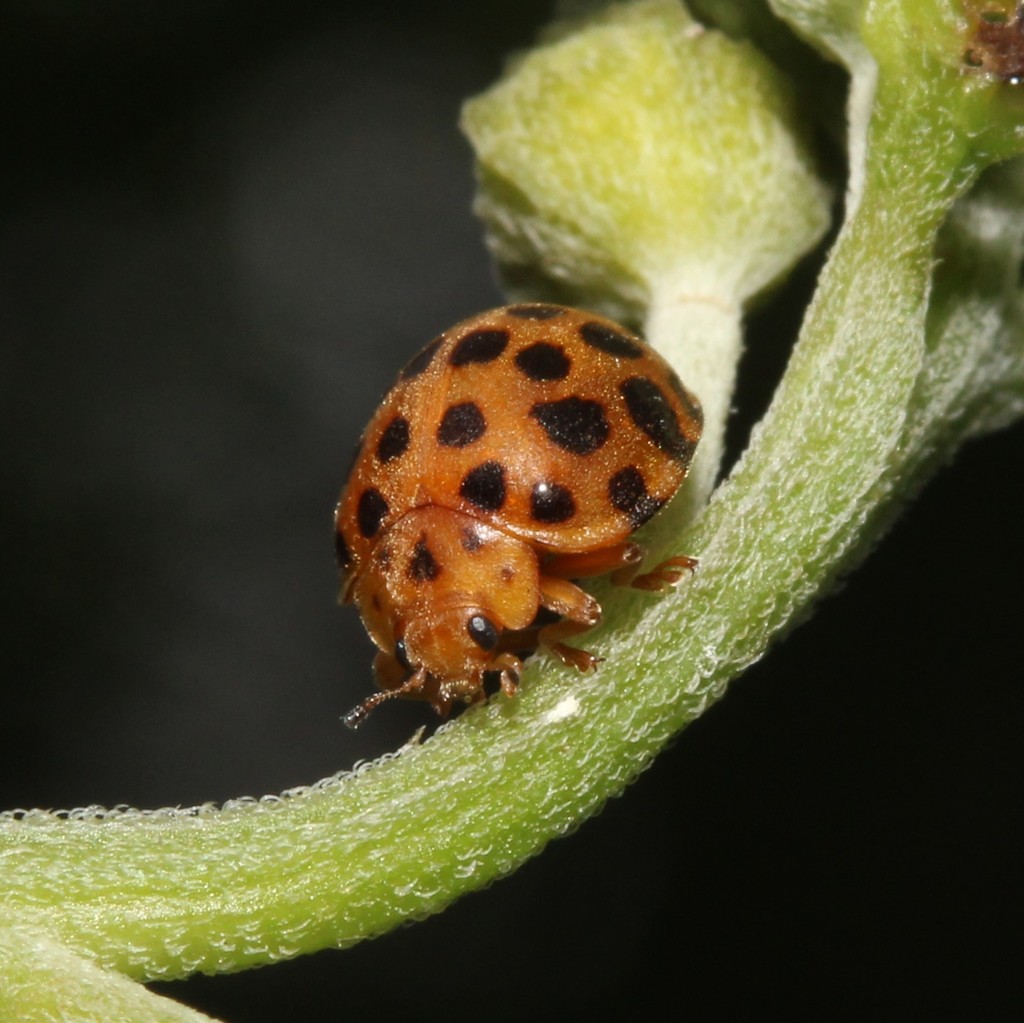 Henosepilachna sumbana