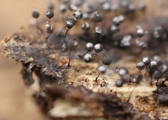 Collaria arcyrionema