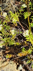 Pimelea suteri