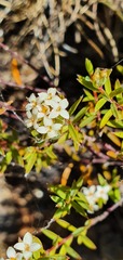 Pimelea suteri