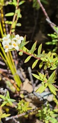 Pimelea suteri