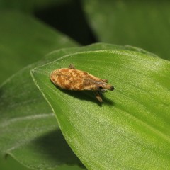 Hypolixus truncatulus