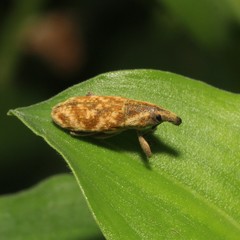 Hypolixus truncatulus