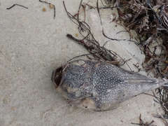 Astroscopus y-graecum