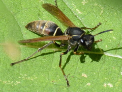 Polistes pacificus