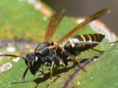Polistes pacificus