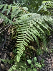 Dryopteris affinis
