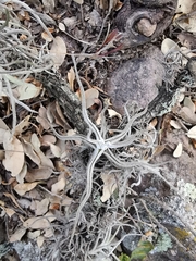 Tillandsia lepidosepala