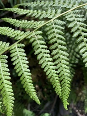 Dryopteris affinis