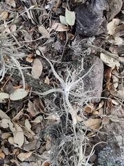 Tillandsia lepidosepala