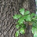 Quercus × morehus - Photo (c) Mike Splain, osa oikeuksista pidätetään (CC BY-ND), lähettänyt Mike Splain