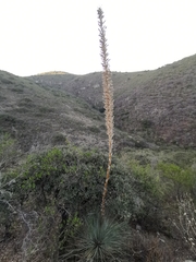 Dasylirion parryanum