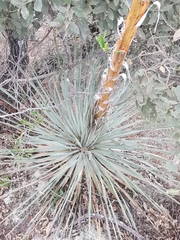 Dasylirion parryanum