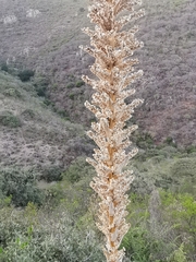 Dasylirion parryanum