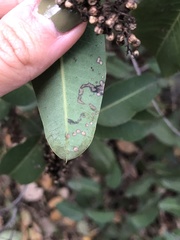 Stigmella prunifoliella