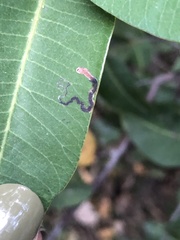 Stigmella prunifoliella