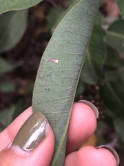 Stigmella prunifoliella